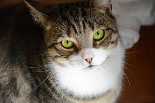 有偿代生辅助助孕：孕妇被猫抓伤没出血需要打疫苗吗